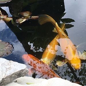 Meet your Posher, Tania